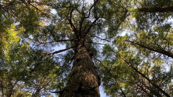 This coniferous tree is one of the longest-lived tree species in our native Wabanaki-Acadian forest, living up to 300 to 500 years and providing important habitat for wildlife. 