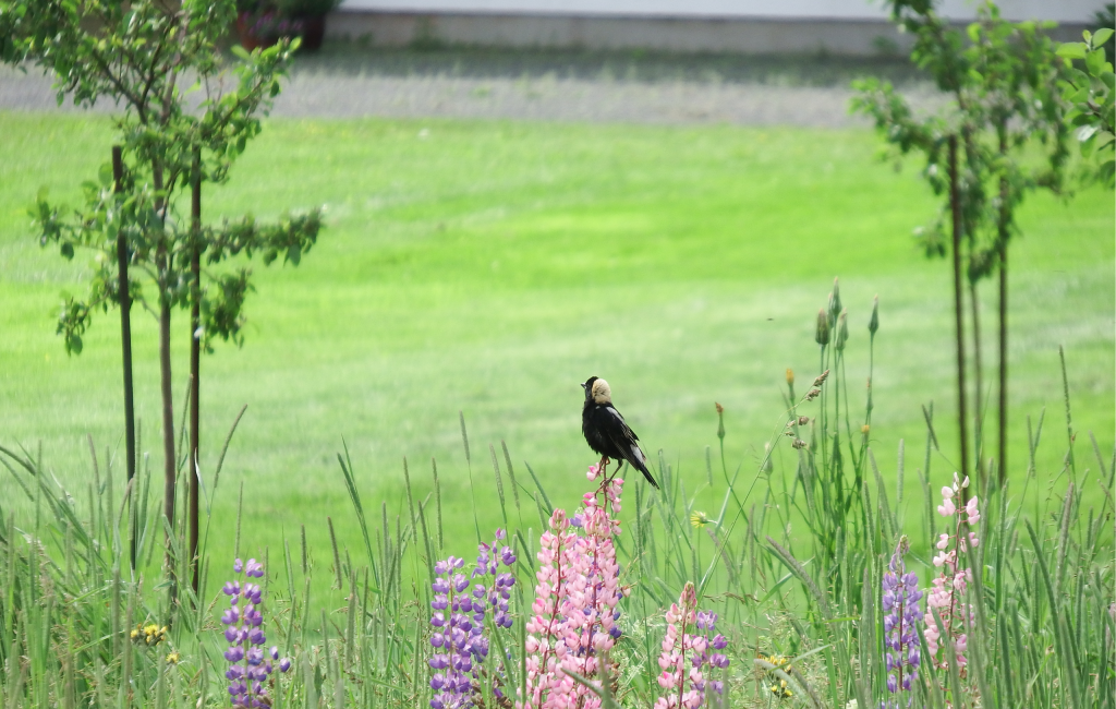 Image of bobolink