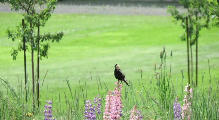 Image of bobolink