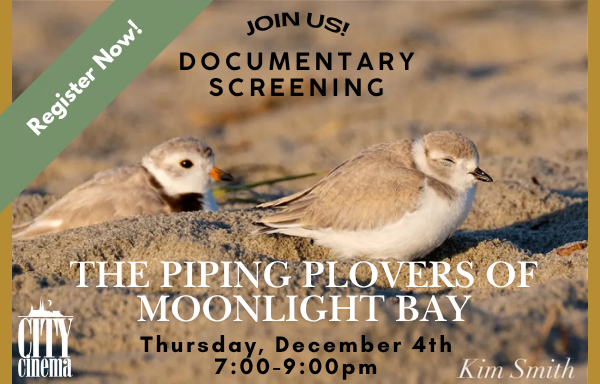 Piping Plovers of Moonlight Bay Screening